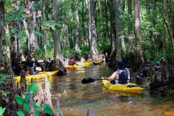 Cypress Forest: Guided Nature Kayak Eco-Tour - Key Things to Know Before You Paddle Shingle Creek