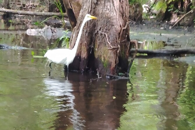 Cypress Forest: Guided Nature Kayak Eco-Tour - Meet the Guides: The Difference Between Okay and Great