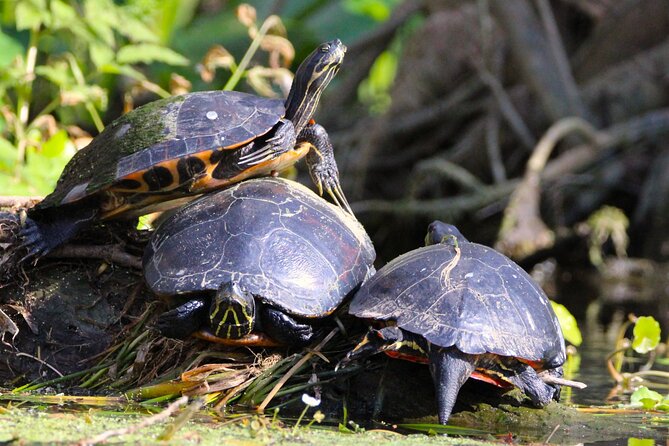 Dora Canal Wildlife Kayak Tour – Scenic Old Florida - Guide talk and canal history: what you learn along the way