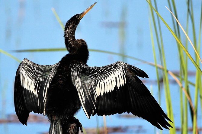 Dora Canal Wildlife Kayak Tour – Scenic Old Florida - Logistics that matter: timing, group size, and where you meet