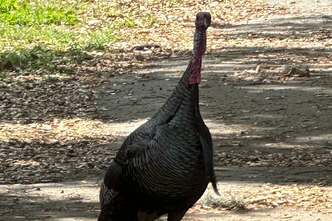 Epic 2-Hour Kissimmee E-Bike Adventure Awaits with Toho Bikes! - Wildlife and safety reality check (without killing the fun)