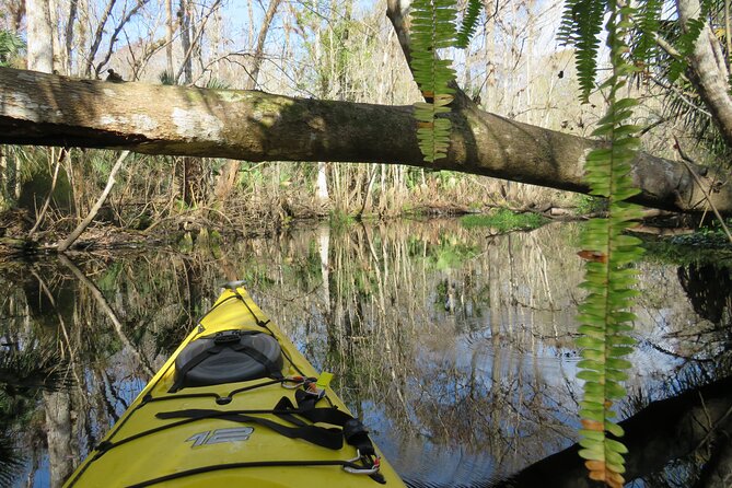 Exclusive Nature Escape Kayak Adventure on Blackwater Creek - A 3-Hour Paddle Through Seminole Forest Quiet