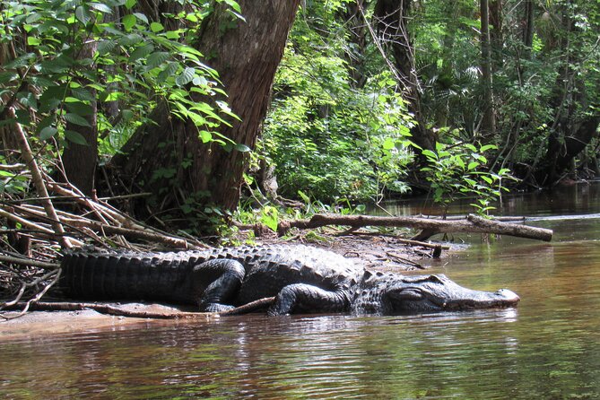 Exclusive Nature Escape Kayak Adventure on Blackwater Creek - Wildlife Watching Without the Chaos