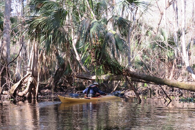 Exclusive Nature Escape Kayak Adventure on Blackwater Creek - Price and Value: Why $90 Works (If You Want the Right Day)