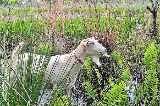 Farm Experience with Ponies, Bunnies, Chickens and Goats - Your 75-Minute Itinerary: Meet, Feed, Groom, and Walk