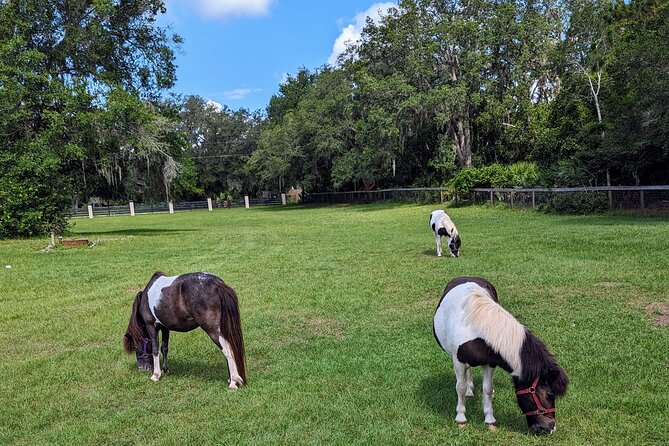 Farm Experience with Ponies, Bunnies, Chickens and Goats - Hand-Led Pony or Horse Rides: The Main Kid-Friendly Payoff