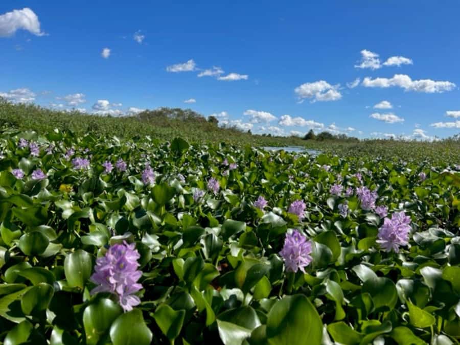 Florida: 90 Minute Everglades Cruise - Life on a Pontoon Boat: What It Feels Like and Why It Matters