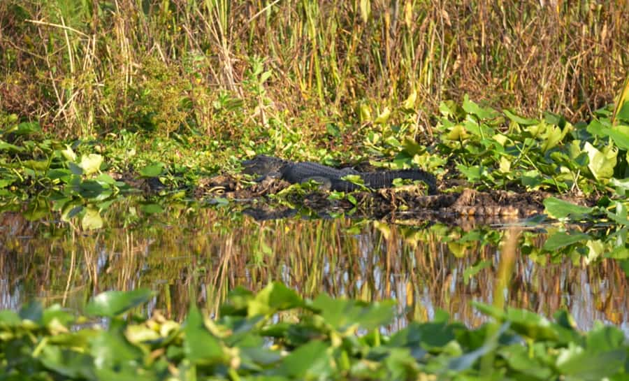 Florida: 90 Minute Everglades Cruise - Where You Start: Big Toho Marina Check-In and the Ride Out