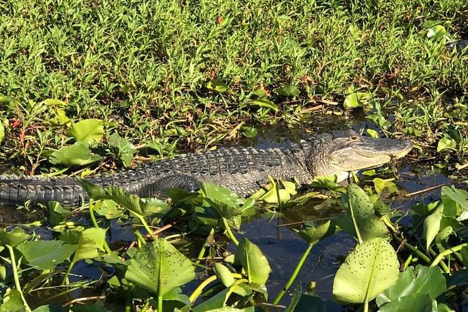 Florida Everglades Airboat Tour and Wild Florida Admission with Optional Lunch - Back on land: Wild Florida Wildlife Park and Gator Park (200+ animals)