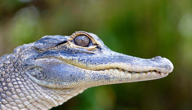 Florida Everglades Airboat Tour and Wild Florida Admission with Optional Lunch - So, should you book this Orlando Everglades airboat tour?