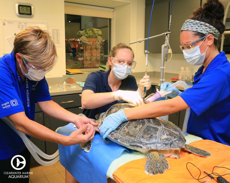 From Orlando: Clearwater Beach and Marine Aquarium Admission - Key points to know