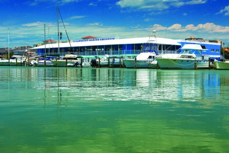 From Orlando: Clearwater Beach and Marine Aquarium Admission - Clearwater Marine Aquarium: What You See and Why It Matters