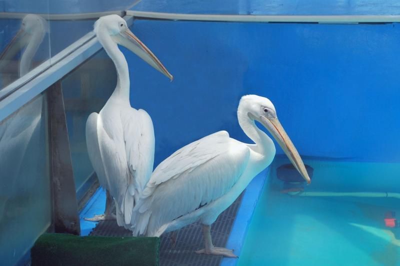 From Orlando: Clearwater Beach and Marine Aquarium Admission - From Orlando West: Timing, Pickup Spots, and What the Drive Means