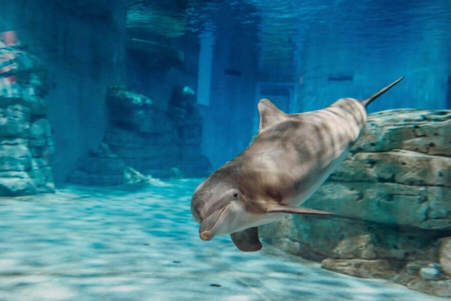 From Orlando: Day Trip to Clearwater Beach with Options - Should You Book This Tour or Look Elsewhere?