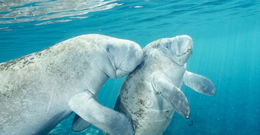 From Orlando: Manatee Snorkel Tour with Lunch & Hotel Pickup - Crystal River manatees: what this “snorkel swim” experience is really like