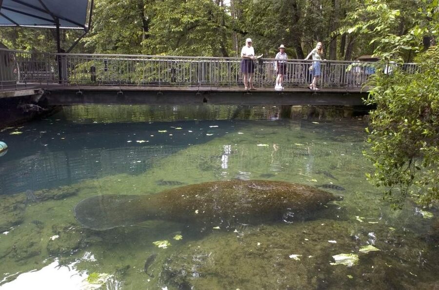 From Orlando: Manatee Snorkel Tour with Lunch & Hotel Pickup - Pontoon time on Crystal River and Kings Bay: comfort plus guidance