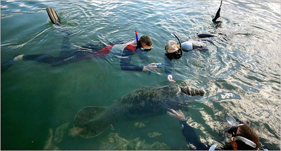 From Orlando: Manatee Snorkel Tour with Lunch & Hotel Pickup - Homosassa Springs Wildlife Park: the land half of the encounter