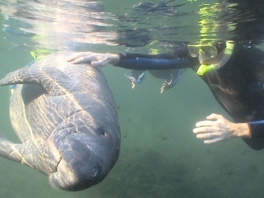 From Orlando: Manatee Snorkel Tour with Lunch & Hotel Pickup - Lunch on a 11-hour day: what’s included and how to handle the rest