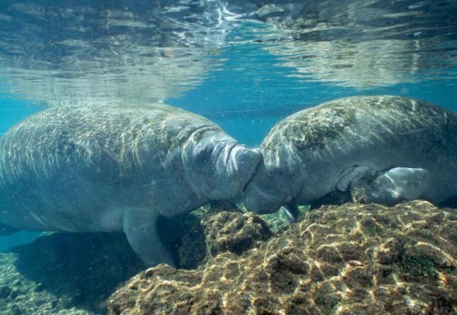 From Orlando: Manatee Snorkel Tour with Lunch & Hotel Pickup - Price and value: is $169 per person fair for what you get?