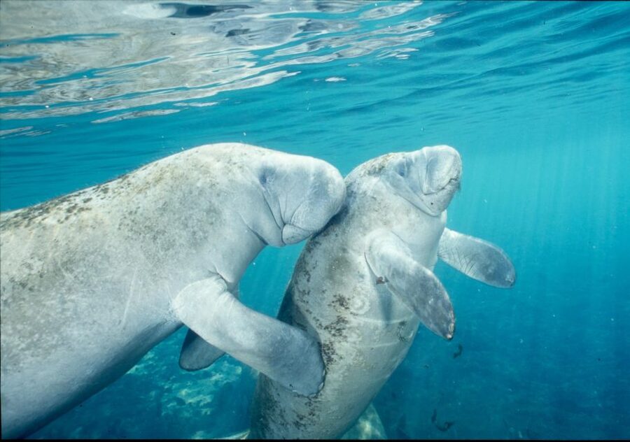 From Orlando: Manatee Snorkel Tour with Lunch & Hotel Pickup - The Orlando-to-Crystal River drive: where the value hides