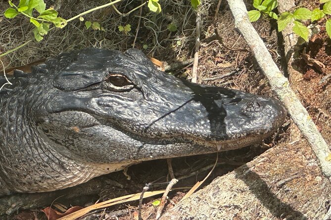 Gator Viewing Clear Kayak Springs Tour - Wildlife Beyond Gators: What You May See