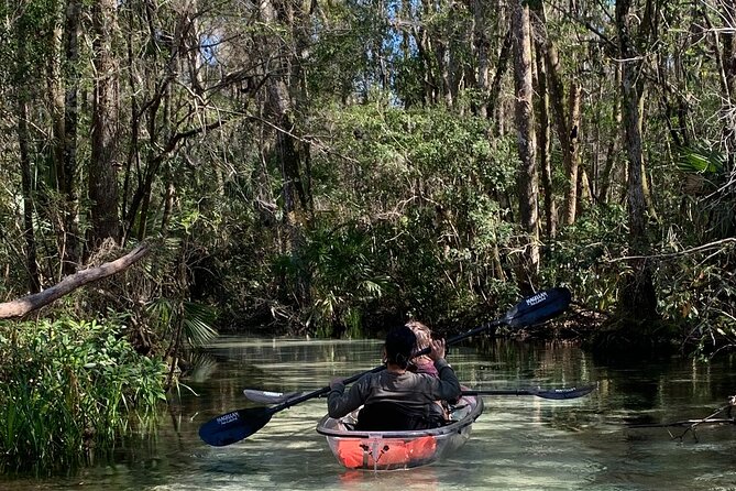 Glass Bottom Kayak Eco Tour through Rainbow Springs - Rainbow Springs Through a Clear Kayak: What You Actually See