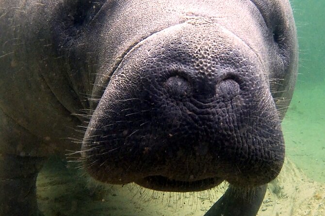 Guided Kayaking Manatee Tour near Orlando - Key Highlights Worth Your Time