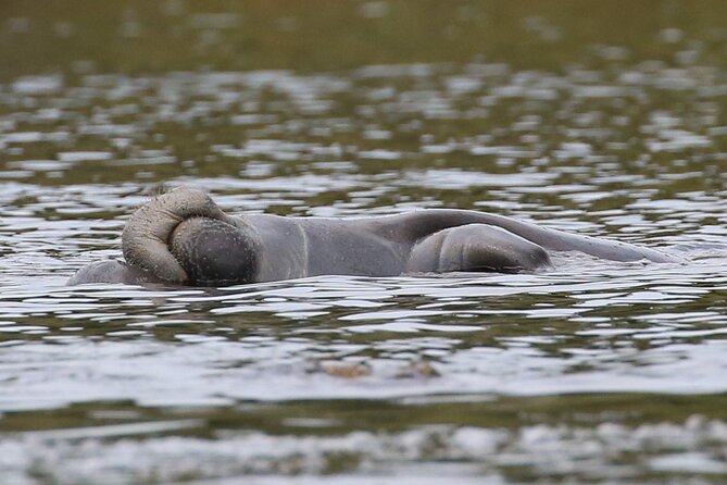 Guided Kayaking Manatee Tour near Orlando - Manatees on a Kayak: What You’re Really Buying