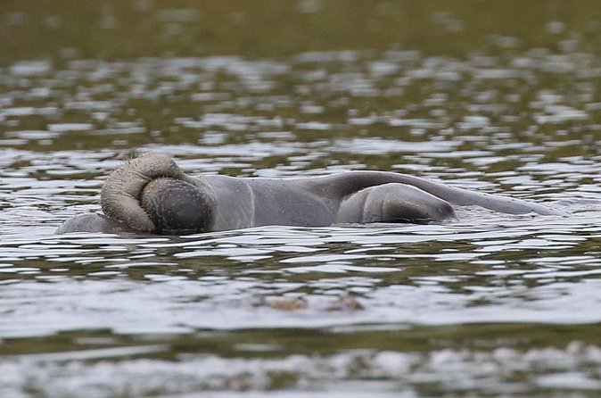 Guided Kayaking Manatee Tour near Orlando - The Itinerary in Real Life: 90 Minutes on the Water