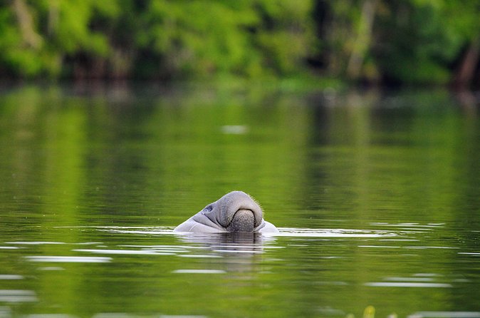 Guided Kayaking Manatee Tour near Orlando - Wildlife You Might See: Manatees, Gators, and More