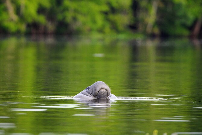 Guided Kayaking Manatee Tour near Orlando - Small Group Size and Booking Smart