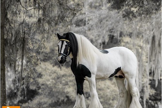 Gypsy Gold Horse Farm Tour - Key highlights worth planning around