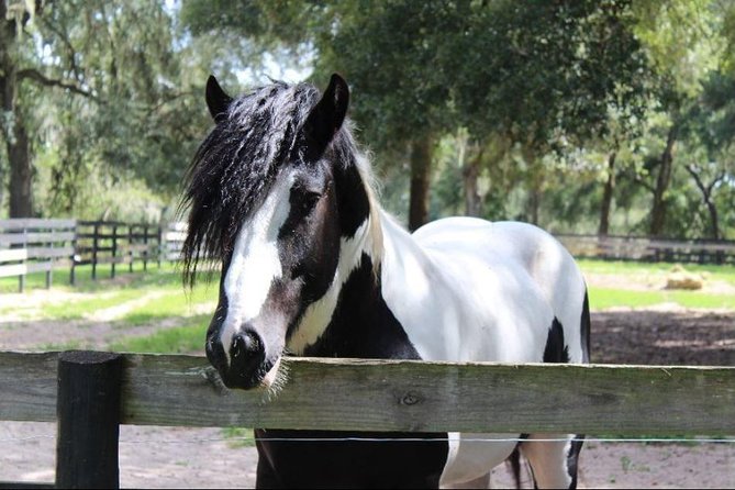 Gypsy Gold Horse Farm Tour - Entering Gypsy Gold: what makes this Ocala tour different