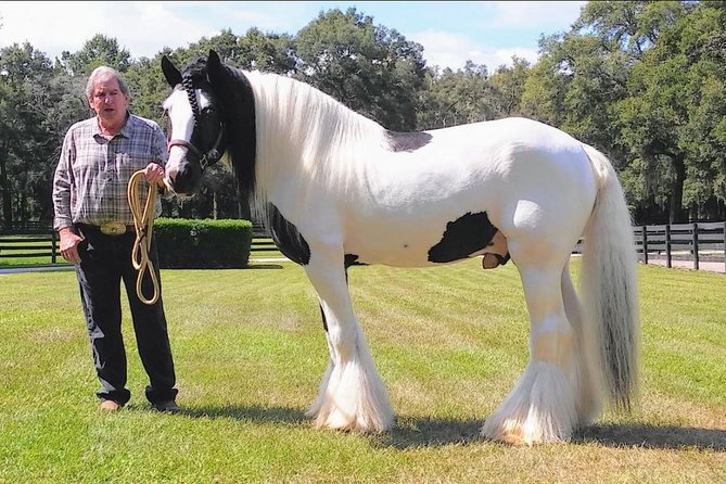 Gypsy Gold Horse Farm Tour - Your second hour: paddocks, ancient oaks, and Spanish moss magic