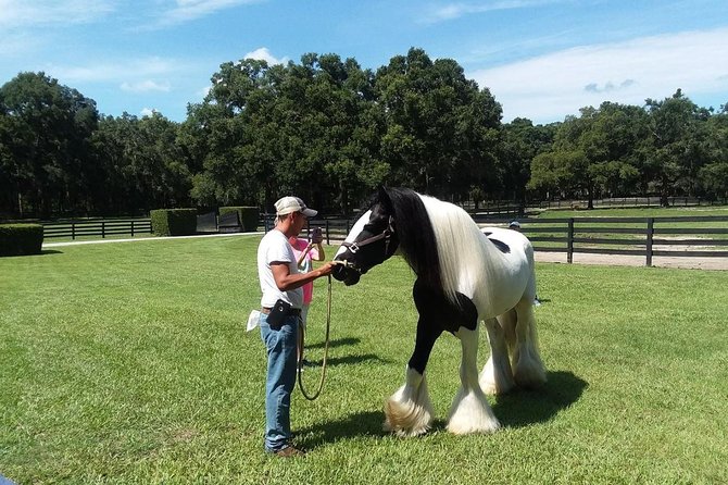Gypsy Gold Horse Farm Tour - Gift shop stop: a small souvenir that fits the vibe