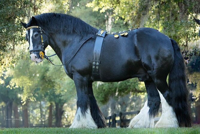 Gypsy Gold Horse Farm Walking Tour - Key highlights you’ll care about