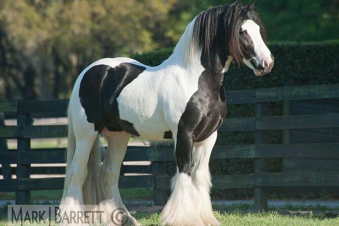 Gypsy Gold Horse Farm Walking Tour - The 1-hour walking tour flow: what happens during your visit