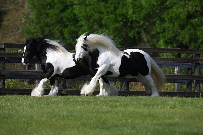 Gypsy Gold Horse Farm Walking Tour - Stop 1: Gypsy Gold Farm and the Gypsy Vanner roots