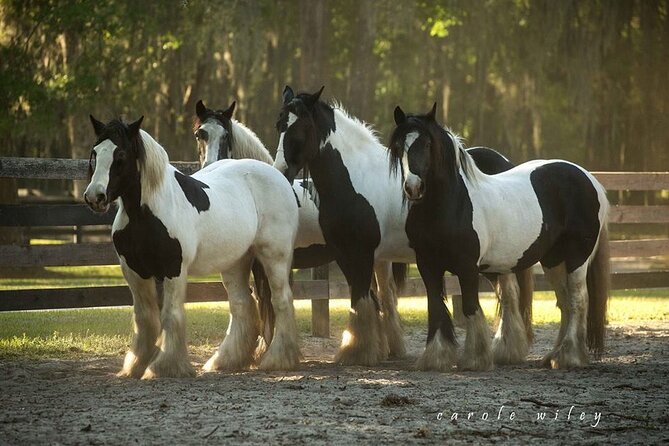 Gypsy Gold Horse Farm Walking Tour - The value question: $30 for an hour of farm time