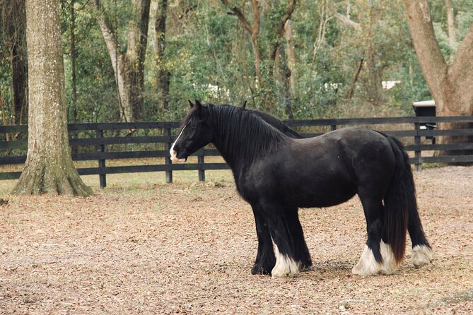 Gypsy Gold Horse Farm Walking Tour - Getting there from the Orlando area (and what your schedule looks like)