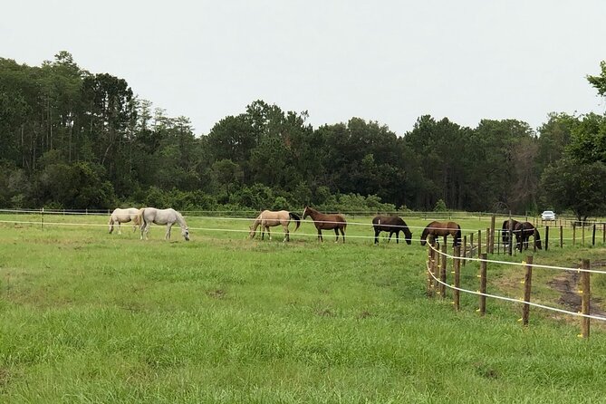 Horseback Ride on Scenic Lake Louisa Trails - Who should book this ride (and who should rethink it)