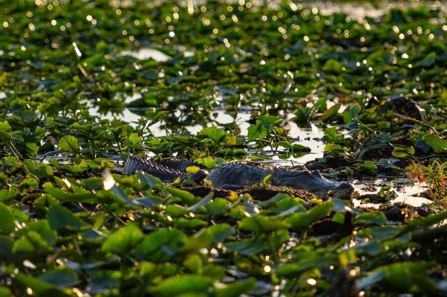 Kissimmee: Boggy Creek Airboat Ride with Optional Meal - Gem and fossil mining in the 70-foot trough: hands-on fun for all ages