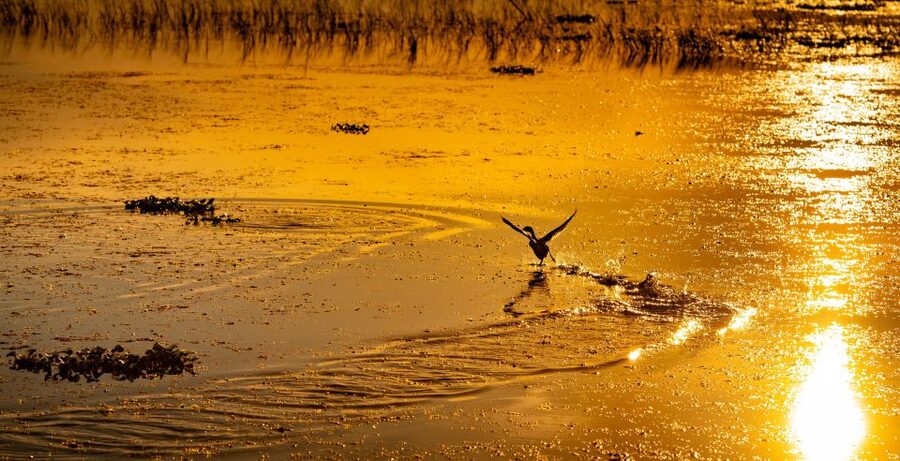 Kissimmee: Boggy Creek Sunset Airboat Tour - Key Highlights That Make This Sunset Ride Worth It