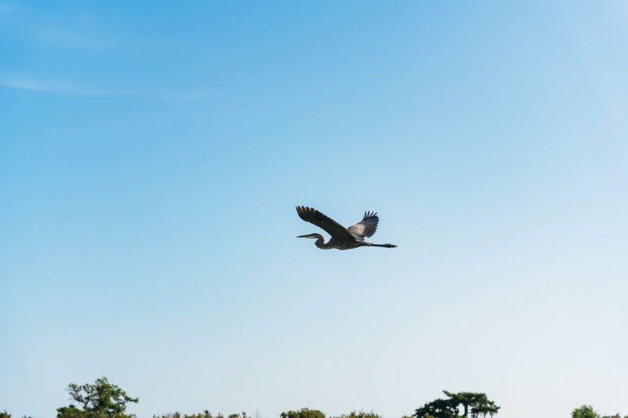 Kissimmee: Everglades Airboat Adventure Tour - Safety gear and comfort on the state-of-the-art boats