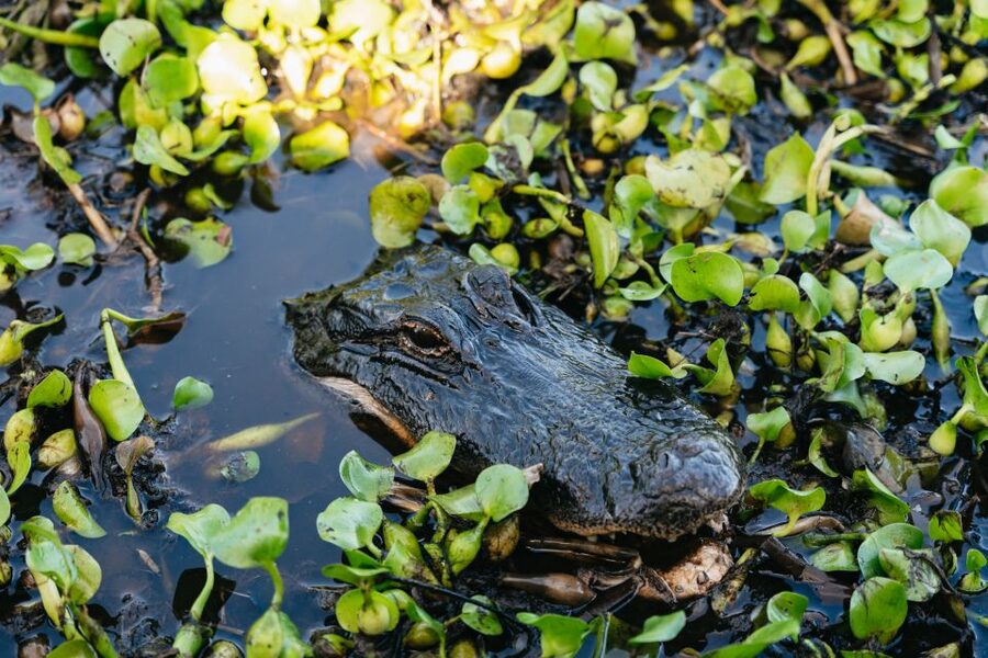 Kissimmee: Everglades Airboat Adventure Tour - From Shingle Creek to swamp marsh: the ride in order