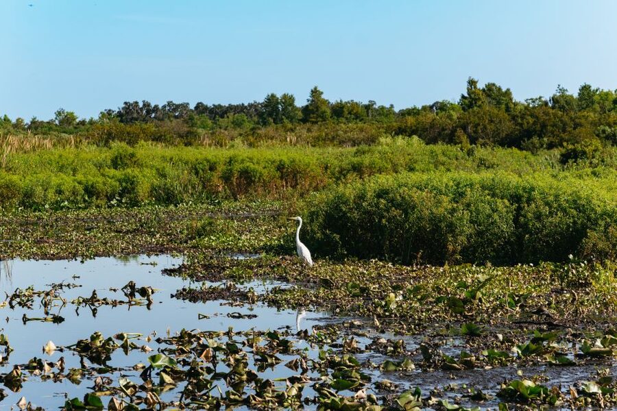 Kissimmee: Everglades Airboat Adventure Tour - The human stories: Native Americans and early settlers