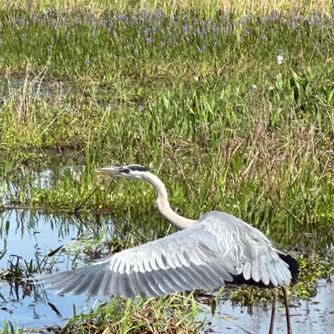 Kissimmee: Everglades Alligator and Wildlife Airboat Tour - Wildlife spotting in the Everglades headwaters: what you can realistically look for