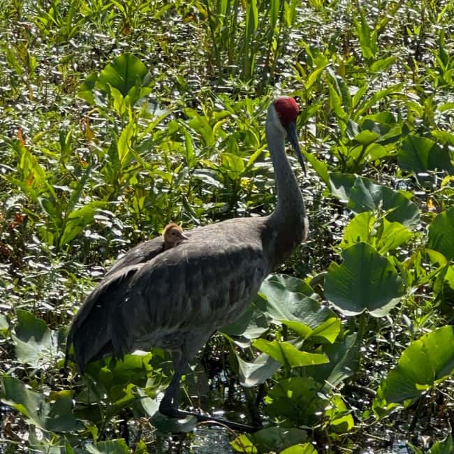 Kissimmee: Everglades Alligator and Wildlife Airboat Tour - Why the guides and captains matter more than you’d think