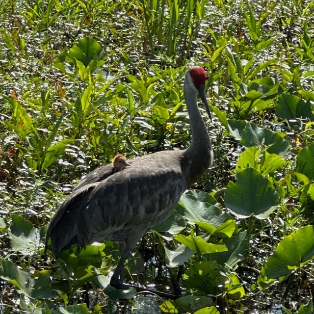 Kissimmee: Everglades Alligator and Wildlife Airboat Tour - Price and value: $37 for 30 minutes with gear and a hands-on finale