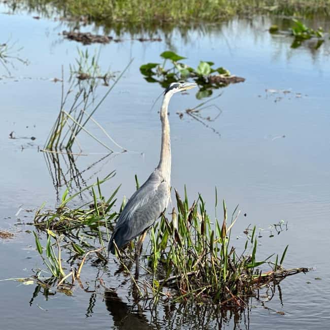 Kissimmee: Everglades Alligator and Wildlife Airboat Tour - Who should book this airboat ride from Kissimmee